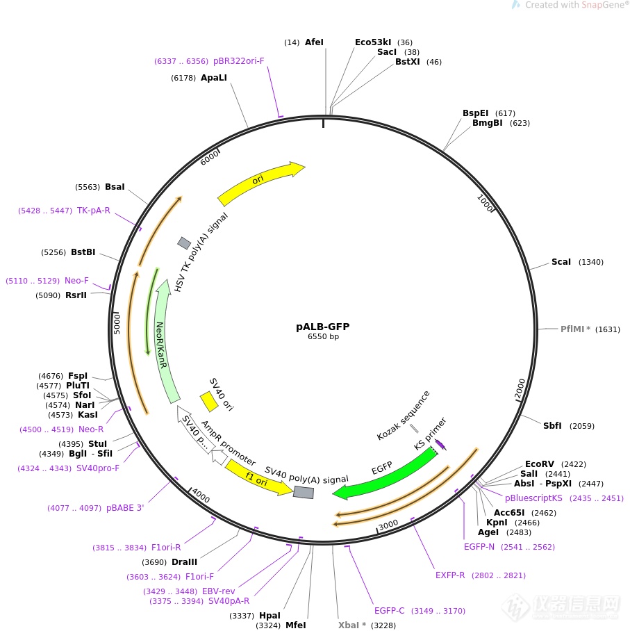 pALB-GFP.png