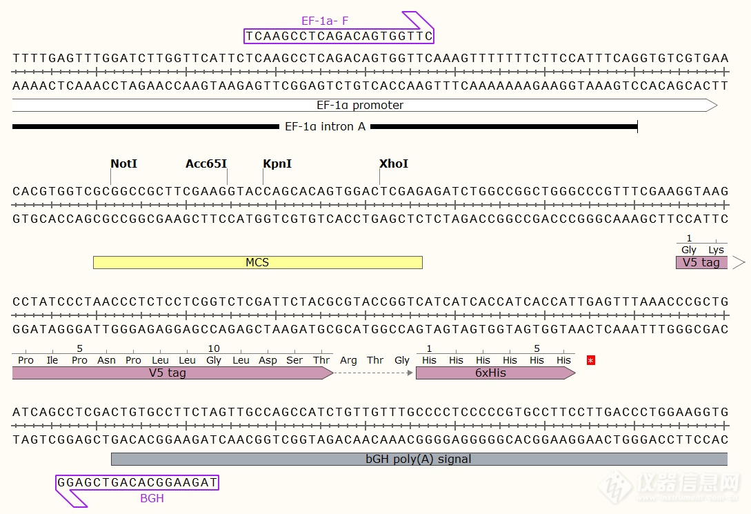 pBudCE4.1-hrGFP1.png