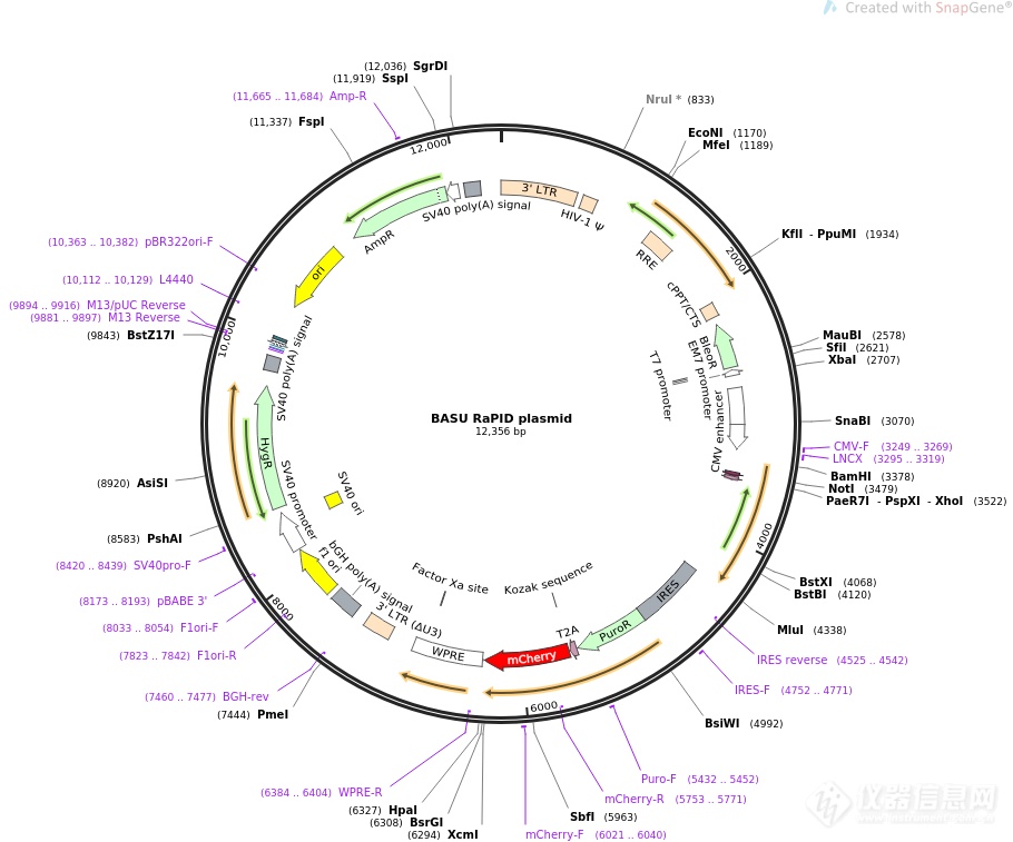 BASU RaPID plasmid.png