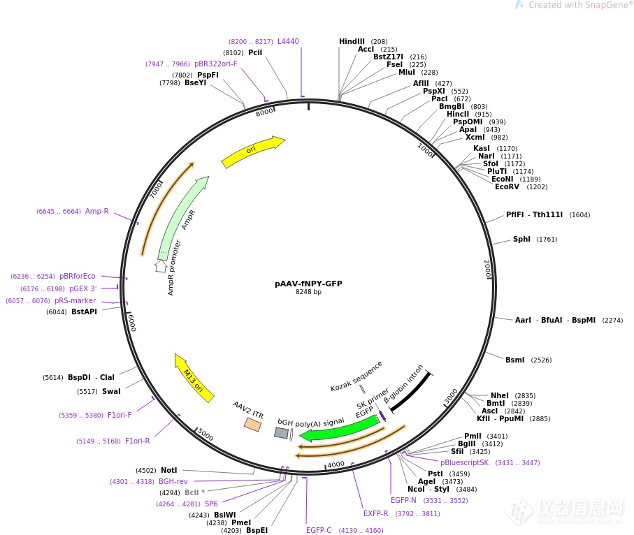 pAAV-fNPY-GFP.png