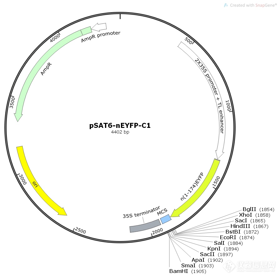 pSAT6-nEYFP-C1.png