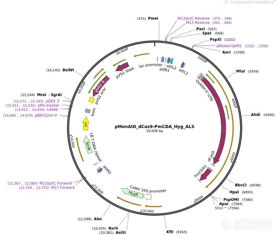 pMonAID_dCas9-PmCDA_Hyg_ALS.png