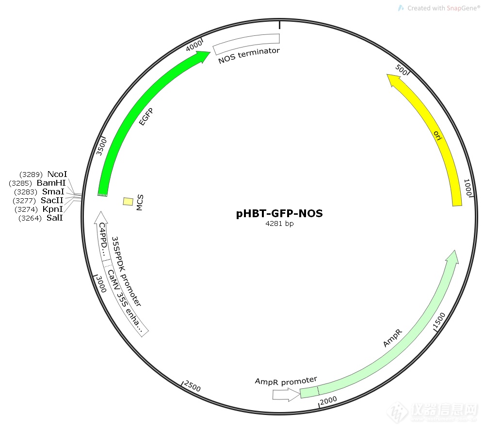 pHBT-GFP-NOS.png