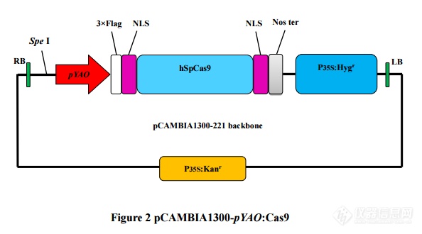 pCAMBIA1300-pYAO-cas9.png