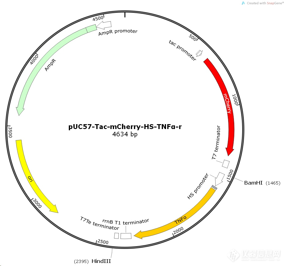 puc57tacmcherryhstnfαr大鼠基因质粒