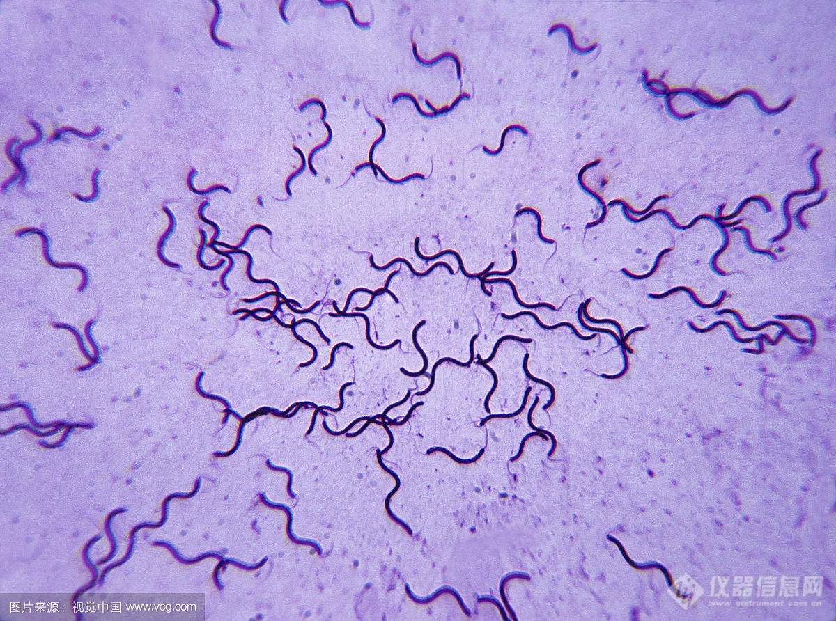 螺旋菌的形态图片