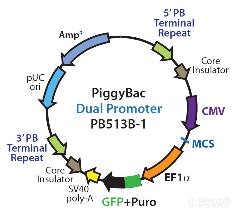 PiggyBac Dual promoter (PB513B-1).jpg