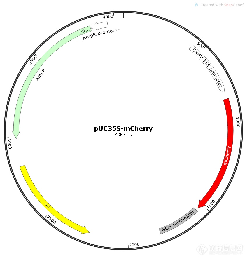 pUC35s-mCherry.png