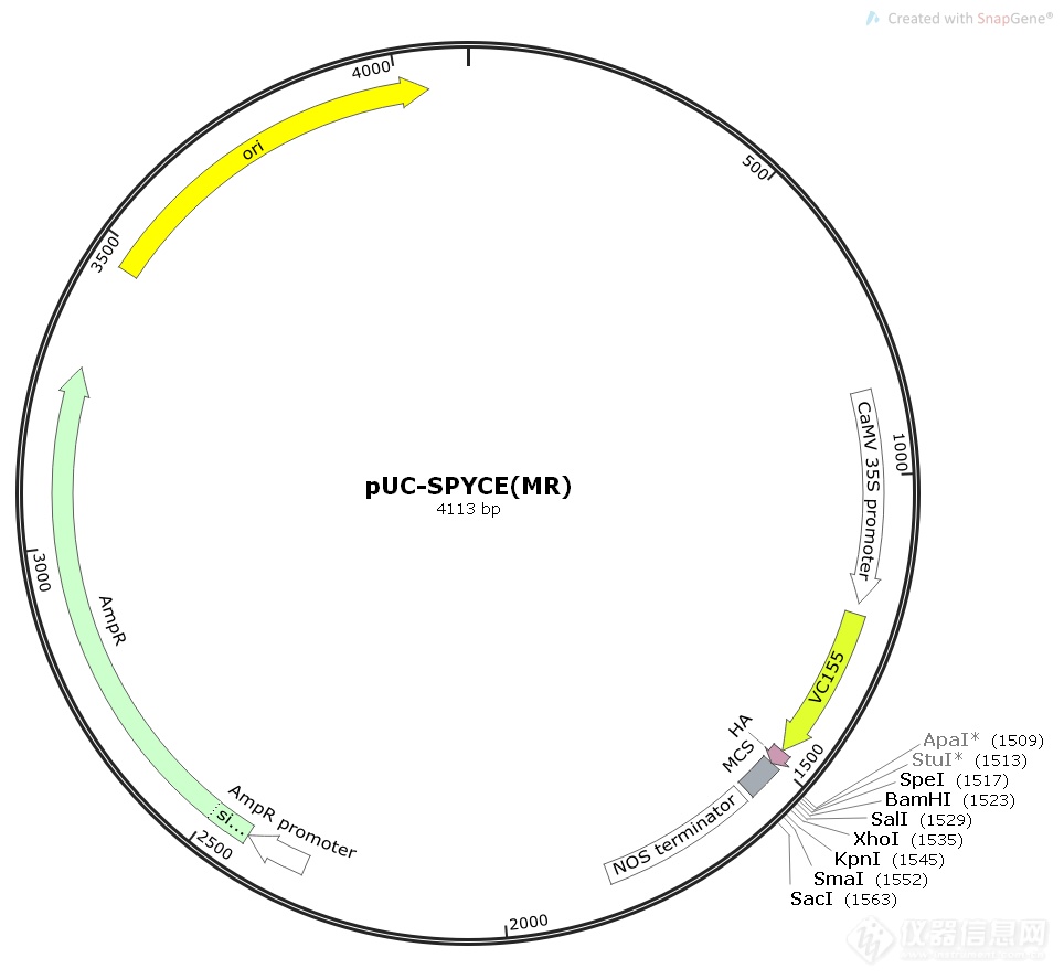 pUC-SPYCE(MR).png