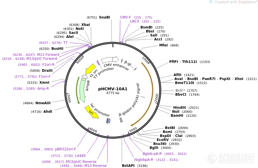 pHCMV-10A1.png