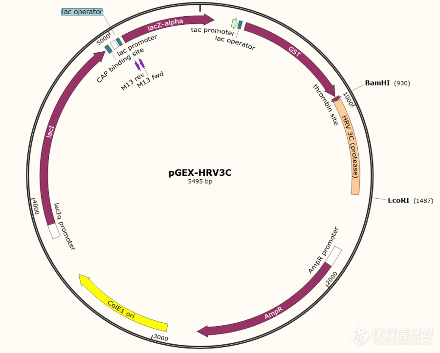 pGEX-HRV3C①.png