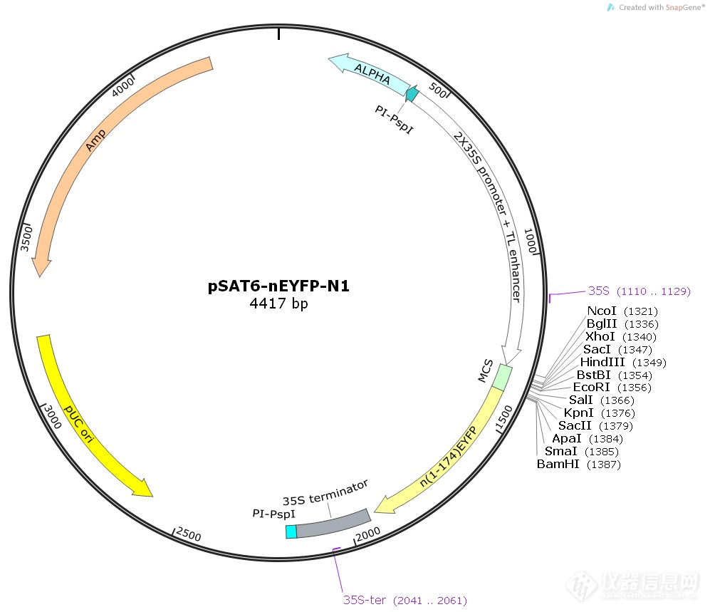 pSAT6-CEYFP-C1-B.png