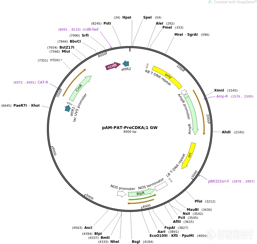 pROKII-RNAI.png