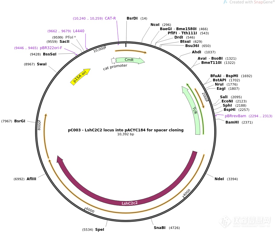 pC003 - LshC2C2 locus into pACYC184 for spacer cloning.png