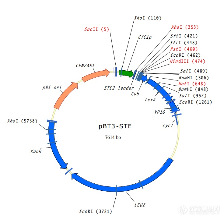 pBT3-STE.png