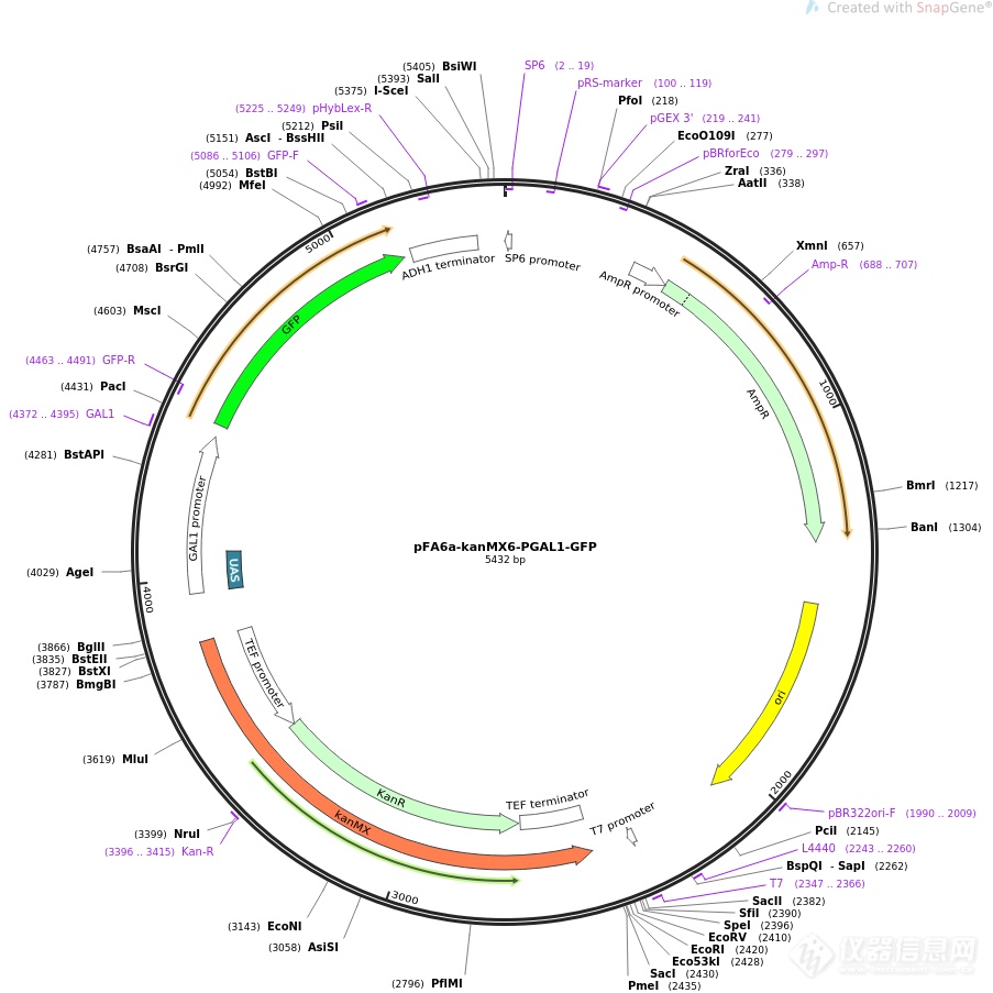 pFA6a-kanMX6-PGAL1-GFP.png