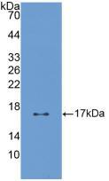 Dickkopf相关蛋白4(DKK4)多克隆抗体