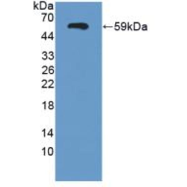 CD38分子(CD38)多克隆抗体
