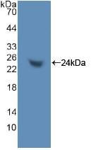 层粘连蛋白&#945;1(LAMa1)多克隆抗体