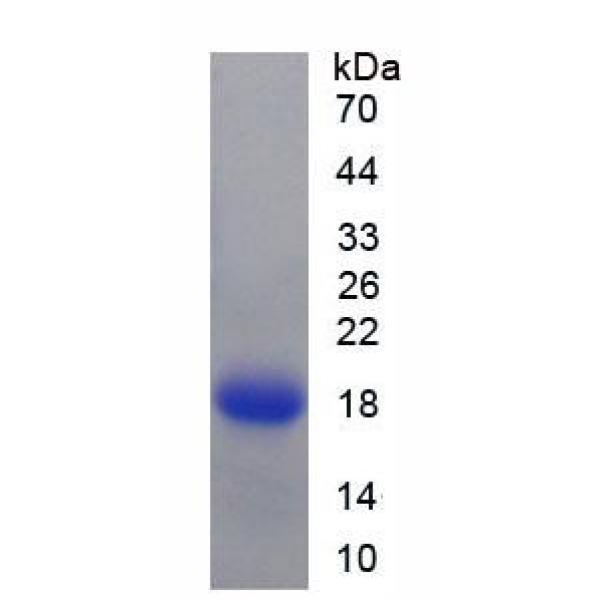 晶状体蛋白λ1(CRYl1)重组蛋白(多属种)