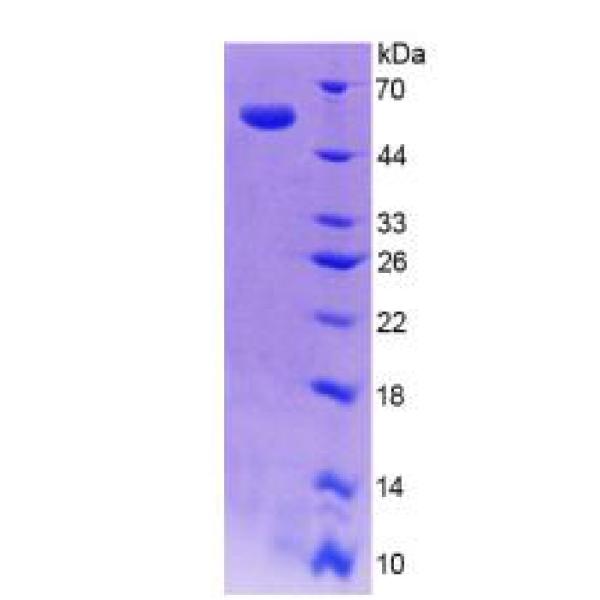 微小染色体维持缺陷蛋白2(MCM2)重组蛋白(多属种)