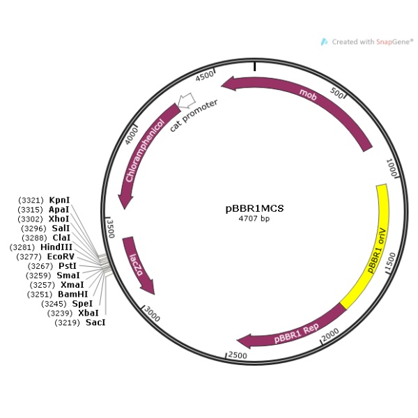 pBBR1MCS 载体
