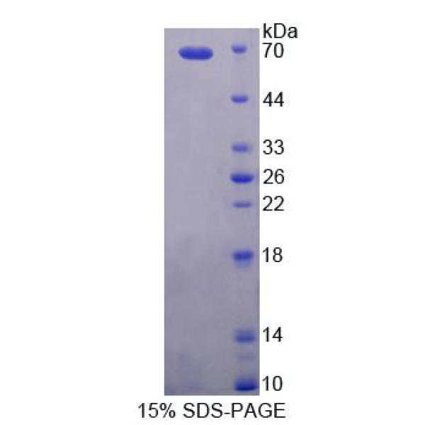 杀伤细胞免疫球蛋白样受体2DL1(KIR2DL1)重组蛋白(多属种)