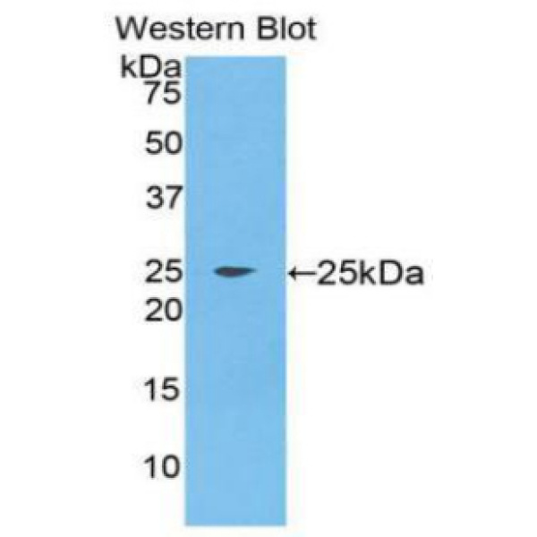 乳脂球表皮生长因子8(MFGE8)多克隆抗体