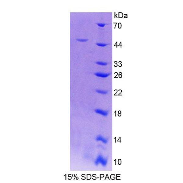 白介素32(IL32)重组蛋白(多属种)
