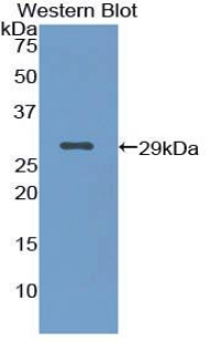 肌原纤蛋白1(FBN1)多克隆抗体