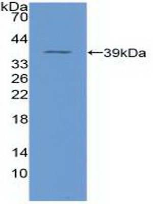 角蛋白4(CK4)多克隆抗体