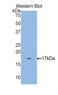 粘蛋白5AC(MUC5AC)多克隆抗体