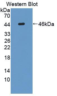 蛋白酶激活受体4(PAR4)多克隆抗体