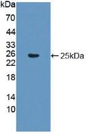 生长分化因子9(GDF9)多克隆抗体