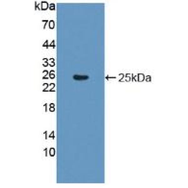 生长分化因子9(GDF9)多克隆抗体