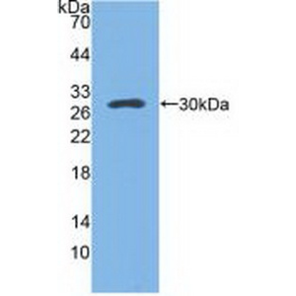G蛋白γ8(GNg8)多克隆抗体