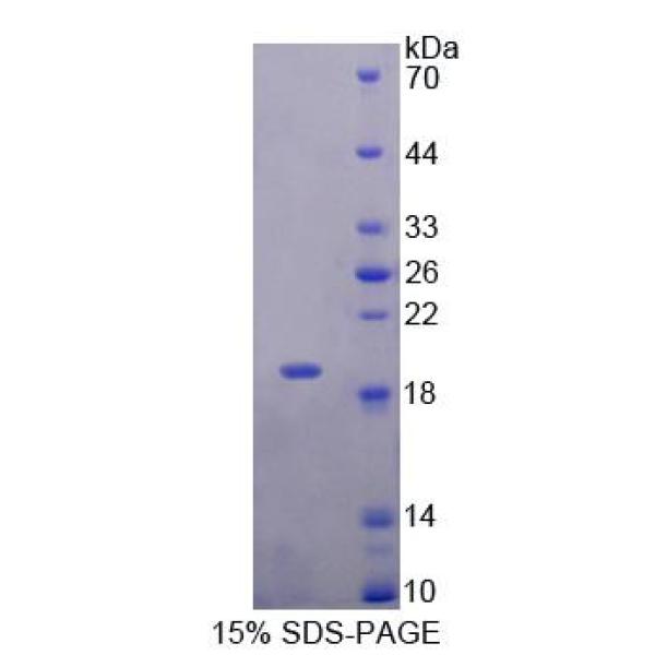 髓样前体细胞抑制因子1(MPIF1)重组蛋白(多属种)