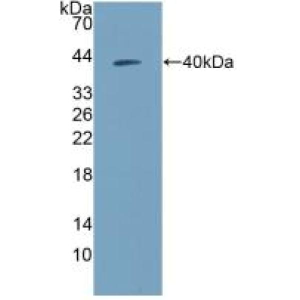 EGF样域蛋白7(EGFL7)多克隆抗体