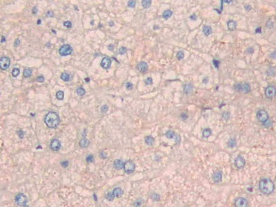 白介素27(IL27)多克隆抗体
