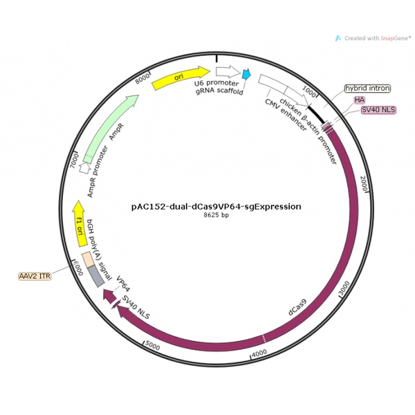 pAC152-dual-dCas9VP64-sgExpression 载体