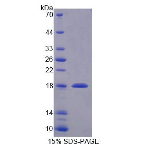 发育全能关联蛋白3(DPPA3)重组蛋白(多属种)
