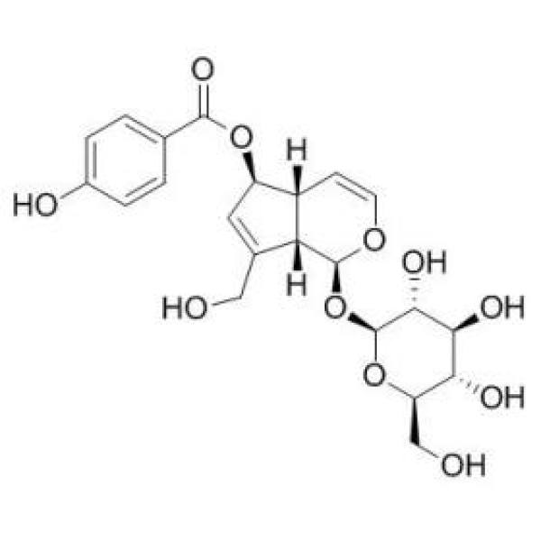6-O-对羟基苯甲酰基桃叶珊瑚苷 CAS:1016987-87-3