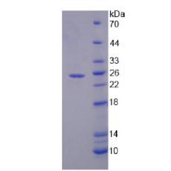 细胞分裂周期因子23(CDC23)重组蛋白(多属种)