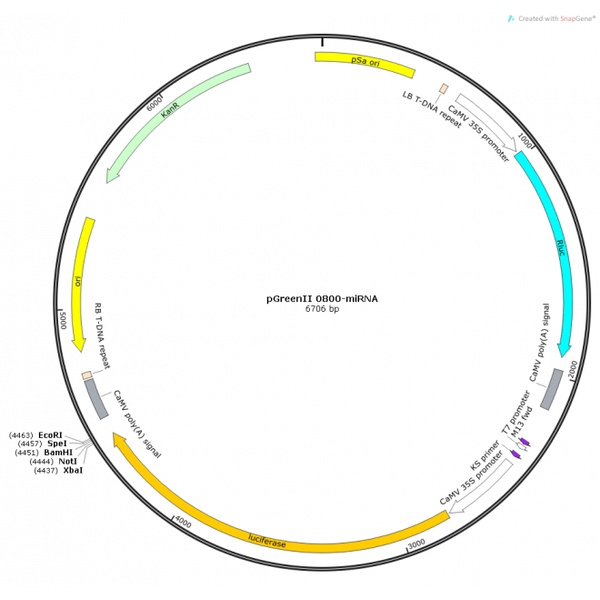 pGreenII 0800-miRNA 载体