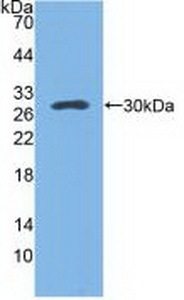 干扰素&#945;4(IFNa4)多克隆抗体