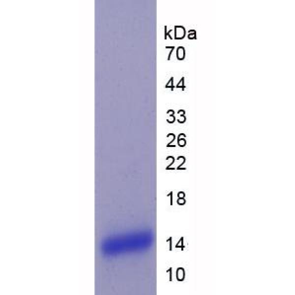 粘蛋白6(MUC6)重组蛋白(多属种)