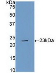 补体成分4a(C4a)多克隆抗体