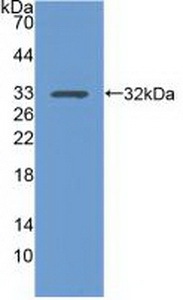 角蛋白15(KRT15)多克隆抗体