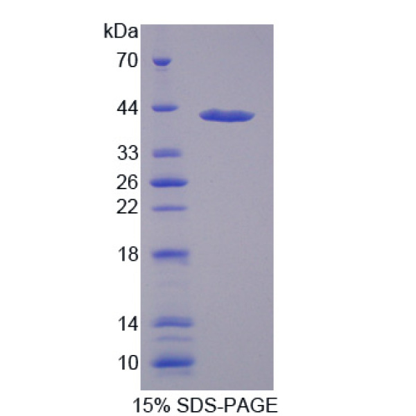 巨噬细胞清道夫受体1(MSR1)重组蛋白(多属种)