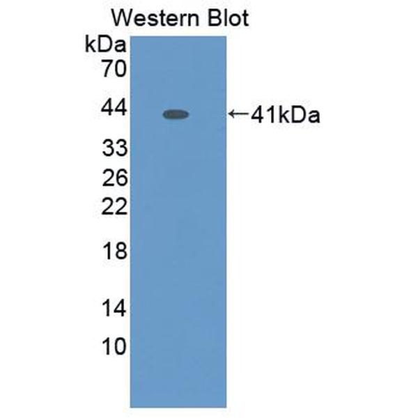 安定结合抑制因子(DBI)多克隆抗体